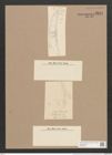 Amphora robusta Greg. (de-Toni-Nr.: Genus 36, Species 1634) Zeichnungen Sammlung Grunow Nr. 3114 (NHMW-BOT-W0370540)